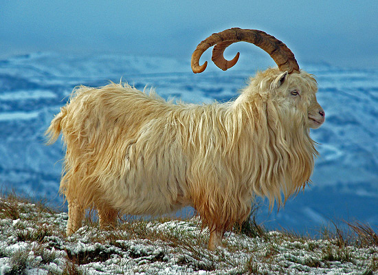 кашмирская коза